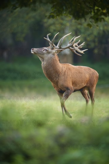 A proud red deer (Cervus elaphus) with impressive antlers stands in a green clearing, Germany