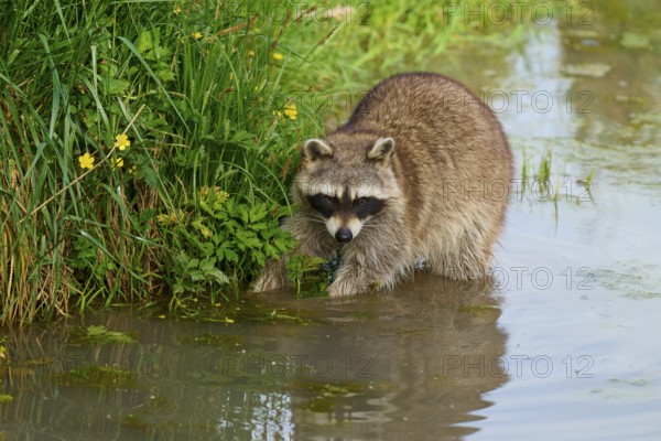 A raccoon (Procyon lotor), standing by the water between plants with yellow flowers, France