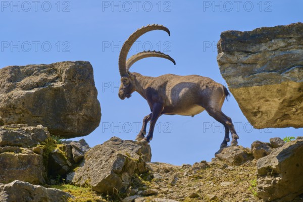 An ibex (Capra ibex), striding between two rocks under a clear sky, Germany
