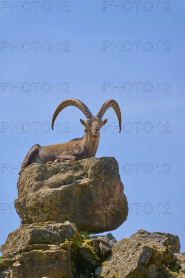 An ibex (Capra ibex) lying on a rock, looking serenely under a blue sky, Germany
