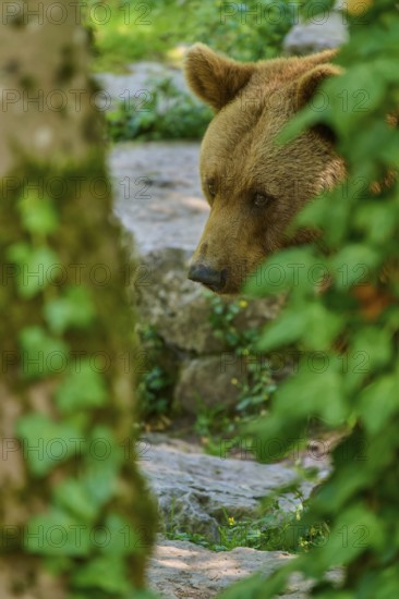 Brown bear (Ursus arctos), looks through leaves in the forest, appears hidden and in a natural environment, Germany