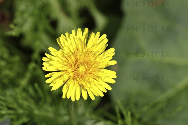 Dandelion (Taraxacum), yellow flower in a meadow, spring, Wilnsdorf, North Rhine-Westphalia, Germany