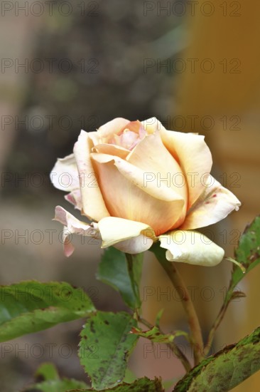 Salmon-coloured rose (Rosa), flower, Wilnsdorf, North Rhine-Westphalia, Germany