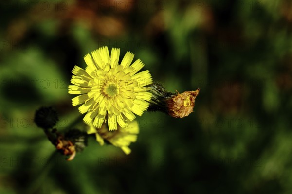 Hieracium lachenalii (Picris hieracioides), hawkweed bitterweed, yellow flower on a rough meadow, close-up, Wilnsdorf, North Rhine-Westphalia, Germany