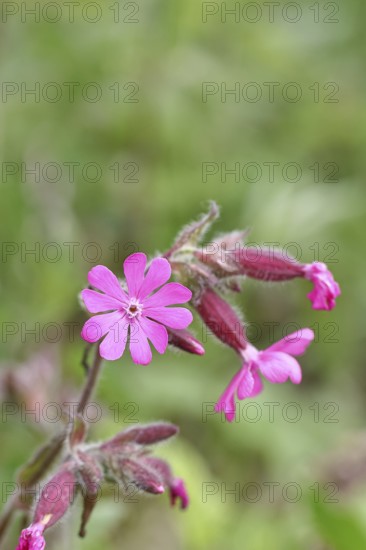 Red campion (Silene dioica), close-up of a flower in a meadow, Wilnsdorf, North Rhine-Westphalia, Germany