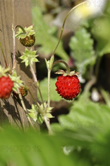 Forest strawberry (Fragaria vesca), ripe fruit, Wilnsdorf, North Rhine-Westphalia, Germany