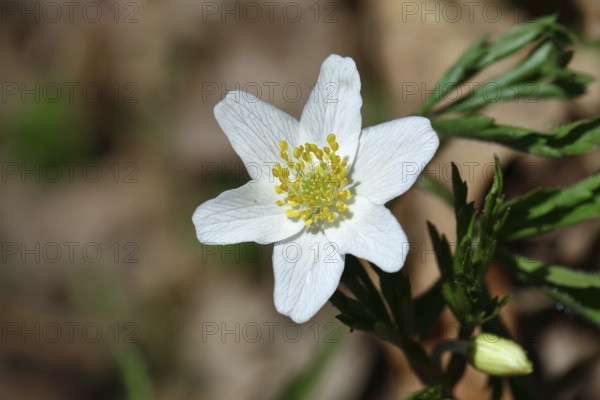 Wood anemone (Anemone nemorosa), flower, Wilnsdorf, North Rhine-Westphalia, Germany