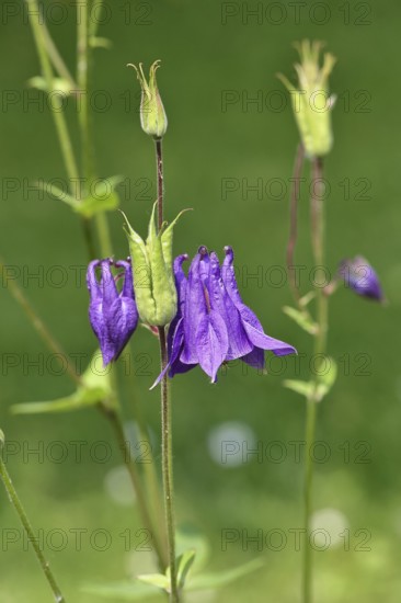 Columbine (Aquilegia vulgaris), blue flower at the edge of a forest, Wilnsdorf, North Rhine-Westphalia, Germany