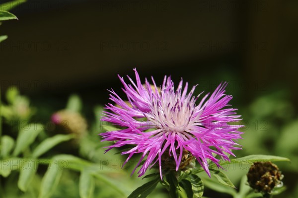 Meadow knapweed or common knapweed (Centaurea jacea), flower, Wilnsdorf, North Rhine-Westphalia, Germany