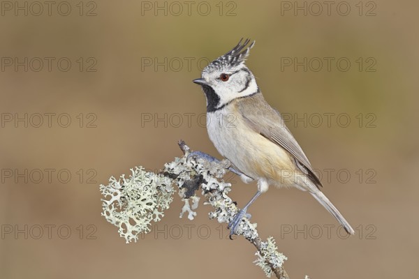 Crested Tit (Lophophanes scalloped ribbonfish), on a branch overgrown with lichen, Wilnsdorf, North Rhine-Westphalia, Germany
