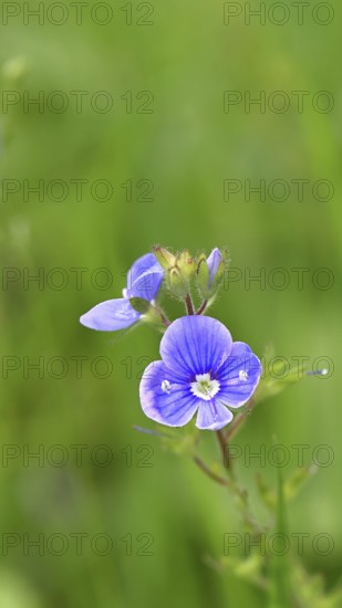 Flower of Gamander speedwell (Veronica chamaedrys), in a deciduous forest, blue blossom, spring, Wilnsdorf, North Rhine-Westphalia, Germany