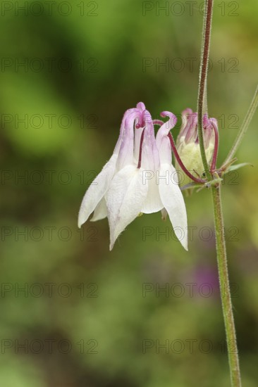 Columbine (Aquilegia vulgaris), white flower at the edge of a forest, Wilnsdorf, North Rhine-Westphalia, Germany