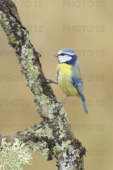 Blue tit (Parus caeruleus), sitting on a branch overgrown with lichen, Wilnsdorf, North Rhine-Westphalia, Germany