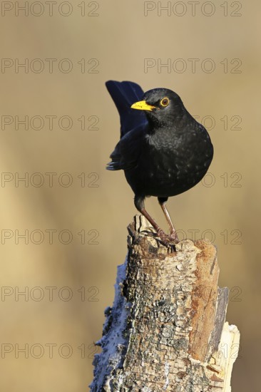 Blackbird (Turdus merula), male, sitting on an old tree stump in the forest, Wilnsdorf, North Rhine-Westphalia, Germany