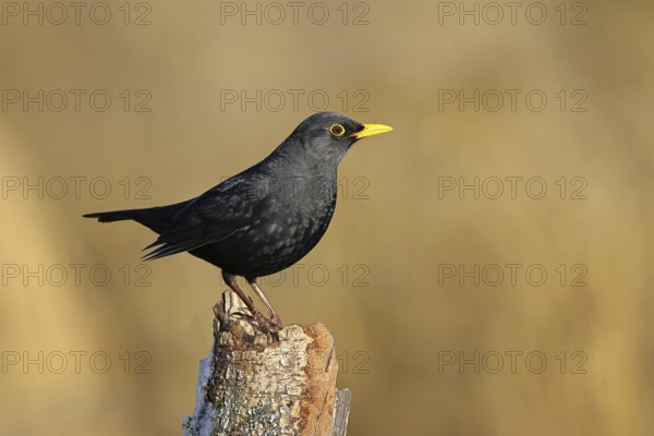 Blackbird (Turdus merula), male, sitting on an old tree stump in the forest, Wilnsdorf, North Rhine-Westphalia, Germany