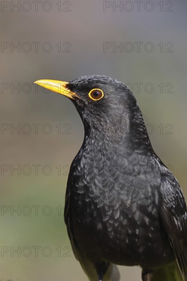 Blackbird (Turdus merula), male, animal portrait, Wilnsdorf, North Rhine-Westphalia, Germany
