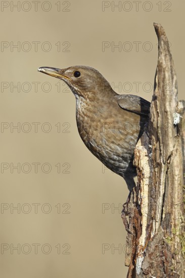 Blackbird (Turdus merula), female, sitting on an old tree stump in the forest, Wilnsdorf, North Rhine-Westphalia, Germany