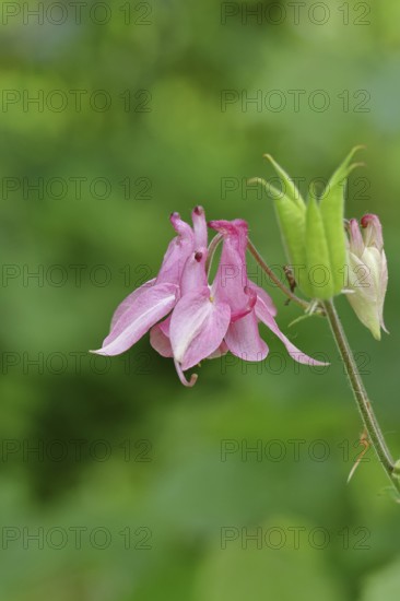 Columbine (Aquilegia vulgaris), pink flower at the edge of a forest, Wilnsdorf, North Rhine-Westphalia, Germany