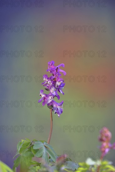 Hollow larkspur (Corydalis cava), inflorescence in a beech forest, Wilnsdorf, North Rhine-Westphalia, Germany