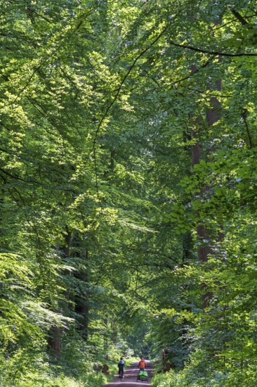 Cyclist, forest path, Klecken, Rosengarten, Lower Saxony, Germany