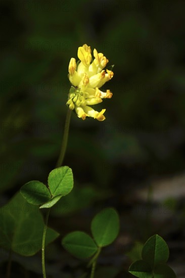 Kidney vetch, Anthyllis vulneraria, spring, Germany