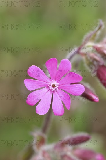 Red campion (Silene dioica), close-up of a flower in a meadow, Wilnsdorf, North Rhine-Westphalia, Germany