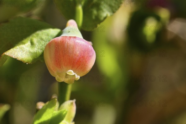 Blossom of the European blueberry, blueberry, wild blueberry (Vaccinium myrtillus), close-up, Wilnsdorf, North Rhine-Westphalia, Germany
