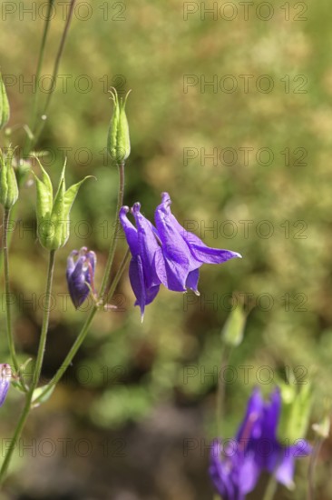 Columbine (Aquilegia vulgaris), blue flower at the edge of a forest, Wilnsdorf, North Rhine-Westphalia, Germany