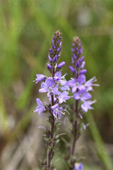 Veronica officinalis (Veronica officinalis), inflorescence at the edge of a forest path, Wilnsdorf, North Rhine-Westphalia, Germany
