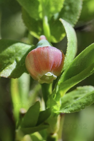 Blossom of the European blueberry, blueberry, wild blueberry (Vaccinium myrtillus), close-up, Wilnsdorf, North Rhine-Westphalia, Germany