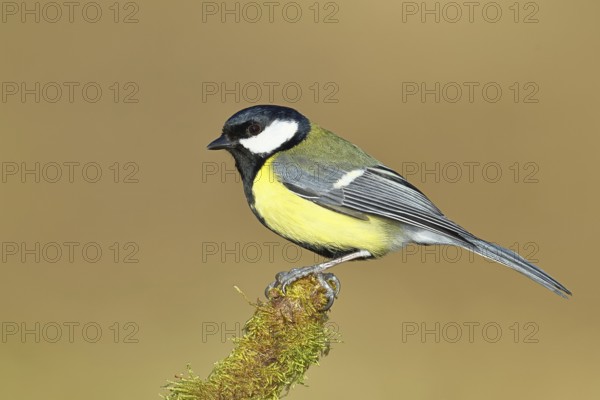 Great tit (Parus major), sitting on moss-covered dead wood, Wilnsdorf, North Rhine-Westphalia, Germany