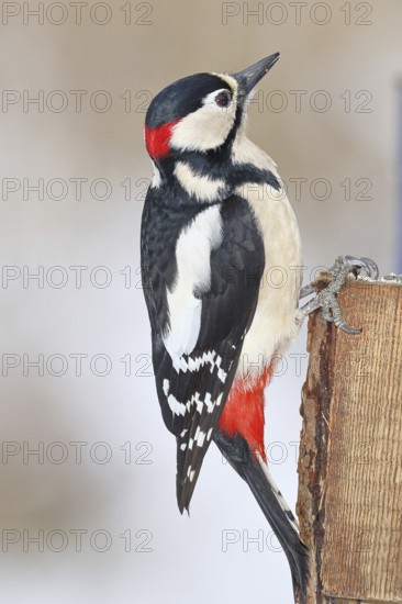 Great spotted woodpecker (Dendrocopos major), male, sitting on a fence post in the garden, Wilnsdorf, North Rhine-Westphalia, Germany