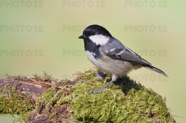 Fir tit (Parus ater), sitting on an old rotten branch covered with moss, Wilnsdorf, North Rhine-Westphalia, Germany