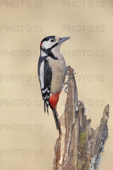 Great spotted woodpecker (Dendrocopos major), male, foraging on a tree stump overgrown with moss and lichen in the forest, Wilnsdorf, North Rhine-Westphalia, Germany