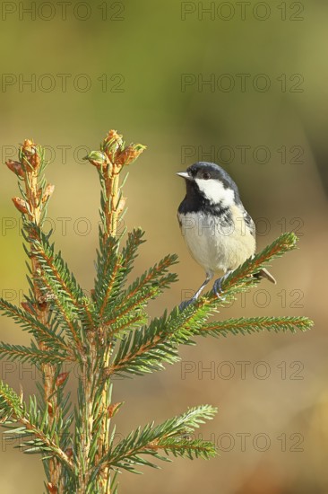 Fir tit (Parus ater), sitting on the top of a young spruce, European spruce (Picea abies), Wilnsdorf, North Rhine-Westphalia, Germany