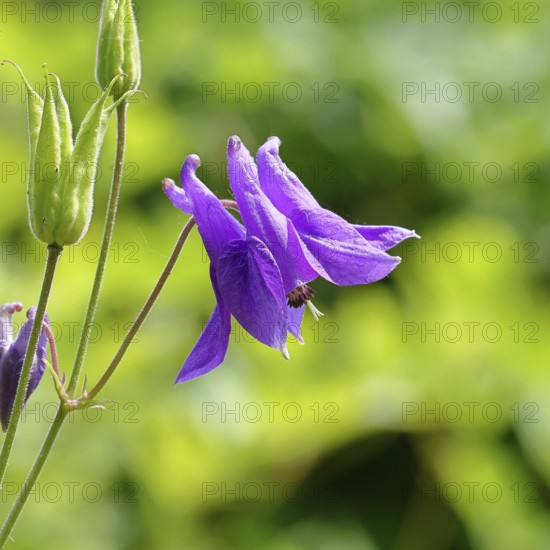 Columbine (Aquilegia vulgaris), blue flower at the edge of a forest, Wilnsdorf, North Rhine-Westphalia, Germany