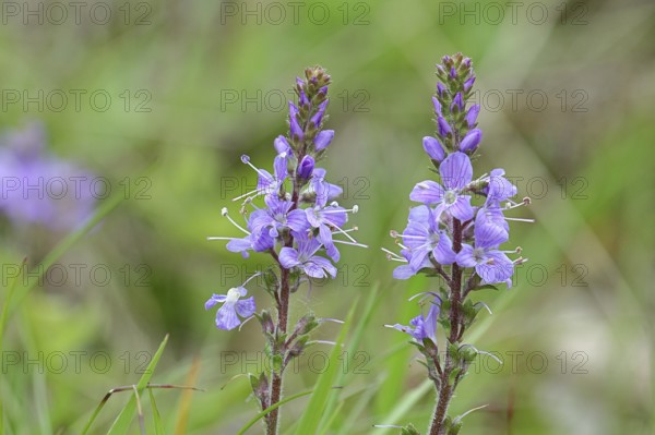 Veronica officinalis (Veronica officinalis), inflorescence at the edge of a forest path, Wilnsdorf, North Rhine-Westphalia, Germany