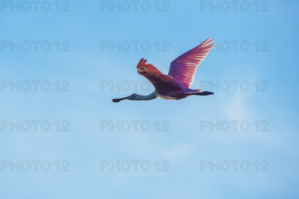 Roseate Spoonbill (Platalea ajaja) in flight, Sanibel Island, J.N. Ding Darling National Wildlife Refuge, Florida, USA