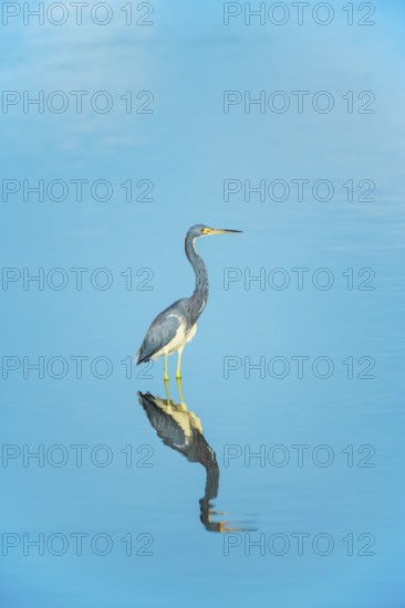 Tricolored heron (Egretta tricolor) looking for food, Sanibel Island, J.N. Ding Darling National Wildlife Refuge, Florida, USA