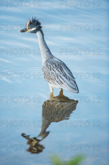 Yellow-crowned Night Heron (Nyctanassa violacea) looking for food, Sanibel Island, J.N. Ding Darling National Wildlife Refuge, Florida, USA