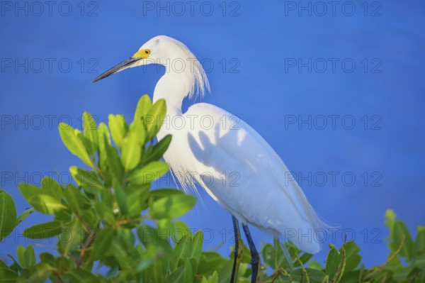 Snowy Egret (Egretta thula) perching on tree, Sanibel Island, J.N. Ding Darling National Wildlife Refuge, Florida, USA
