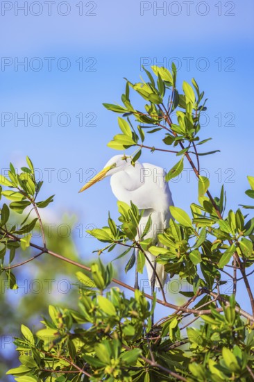 Snowy Egret (Egretta thula) perching on tree, Sanibel Island, J.N. Ding Darling National Wildlife Refuge, Florida, USA