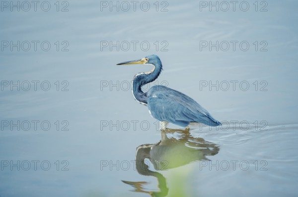Tricolored heron (Egretta tricolor) looking for food, Sanibel Island, J.N. Ding Darling National Wildlife Refuge, Florida, USA