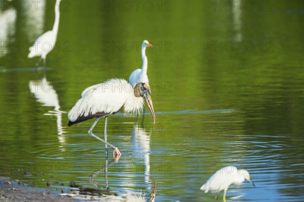 Great white egrets (Ardea alba) and Wood Stork (Mycteria Americana) fishing, Sanibel Island, J.N. Ding Darling National Wildlife Refuge, Florida, USA
