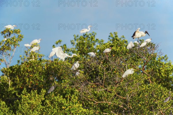 Group of Great white egrets (Ardea alba) and Wood Stork (Mycteria Americana) perching on tree, Sanibel Island, J.N. Ding Darling National Wildlife Refuge, Florida, USA