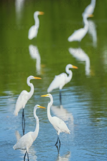 Great white egrets (Ardea alba) looking for food in a pond, Sanibel Island, J.N. Ding Darling National Wildlife Refuge, Florida, USA
