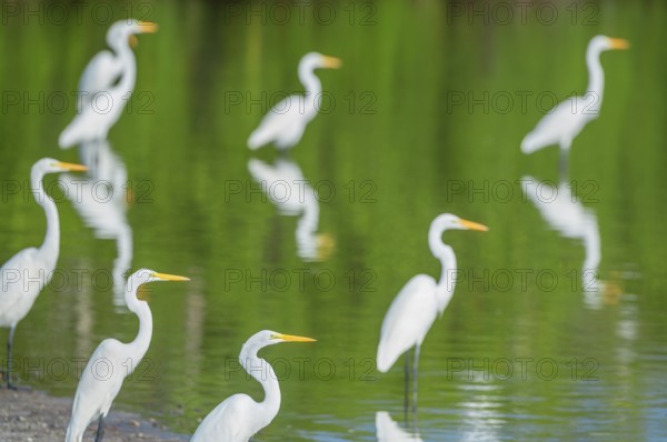 Great white egrets (Ardea alba) looking for food in a pond, Sanibel Island, J.N. Ding Darling National Wildlife Refuge, Florida, USA