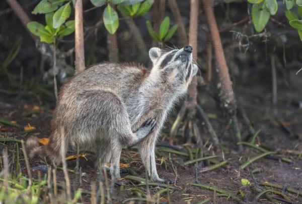 Raccoon (Procyon lotor) scratching himself, Sanibel Island, J.N. Ding Darling National Wildlife Refuge, Florida, USA