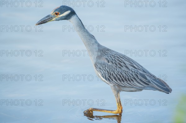 Yellow-crowned Night Heron (Nyctanassa violacea) looking for food, Sanibel Island, J.N. Ding Darling National Wildlife Refuge, Florida, USA