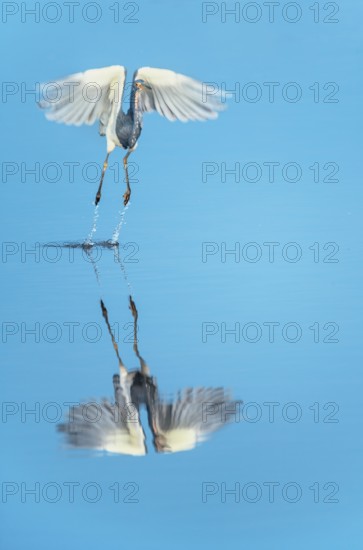 Tricolored heron (Egretta tricolor) in flight, Sanibel Island, J.N. Ding Darling National Wildlife Refuge, Florida, USA